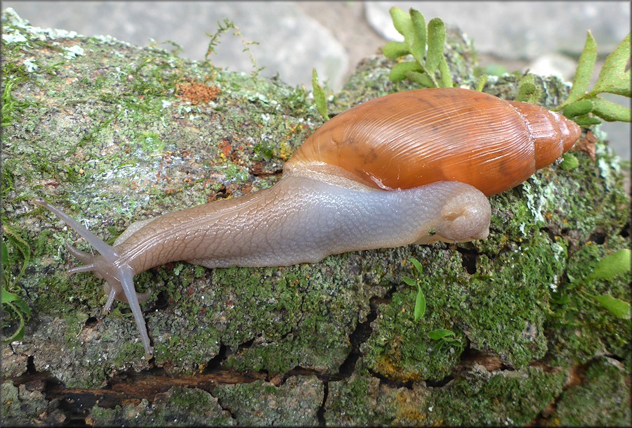 Euglandina rosea (Frussac, 1821)