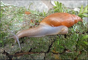 Euglandina rosea (Frussac, 1821)