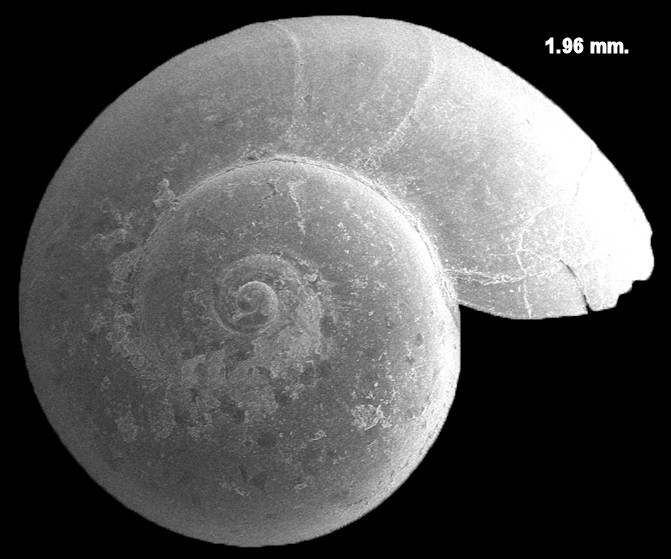 Solariorbis petitii (P. Fischer, 1857) Fossil