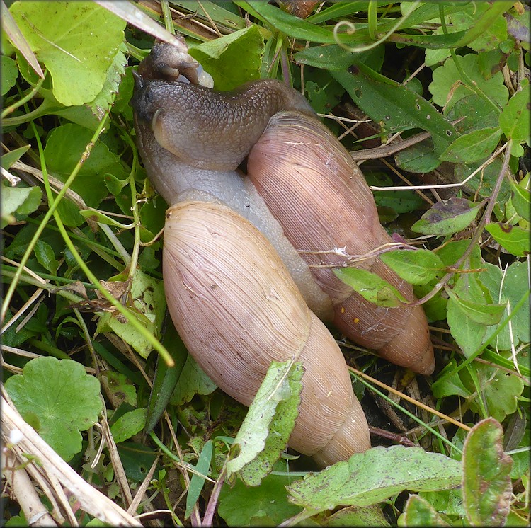 Euglandina rosea (Frussac, 1821) Mating