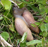 Euglandina rosea (Frussac, 1821) Mating