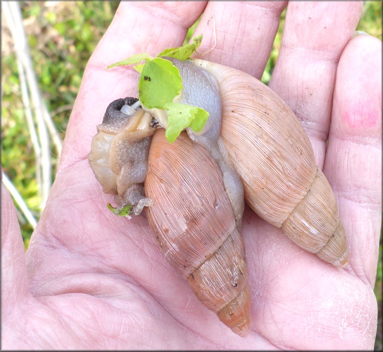 Euglandina rosea (Frussac, 1821) Mating