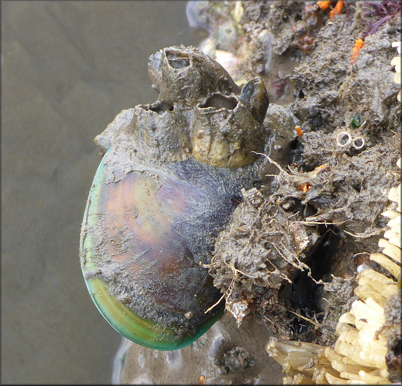 Perna viridis (Linnaeus, 1758) Asian Green Mussel In Situ