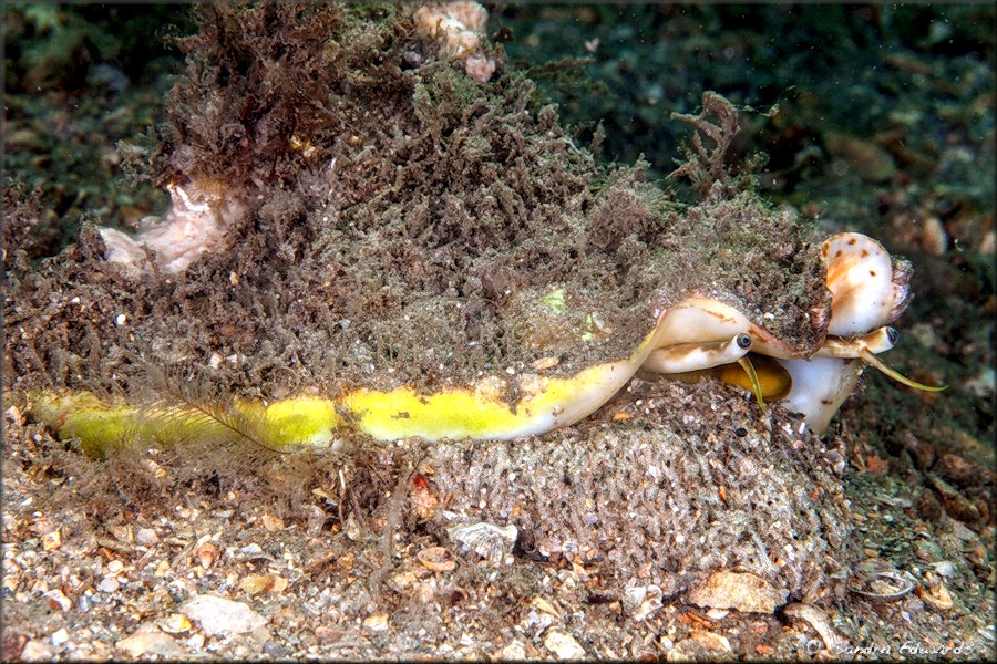 Lobatus costatus (Gmelin, 1791) Milk Conch Depositing Eggs