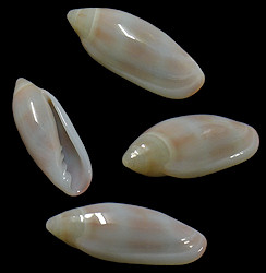 Volvarina avena (Kiener, 1834) Orange-band Marginella