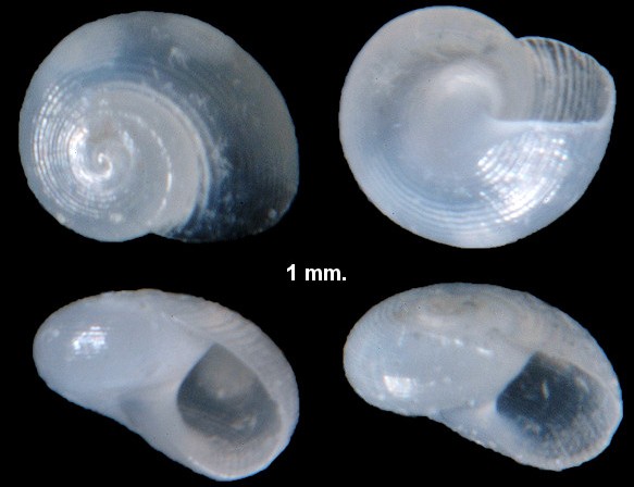 Teinostoma semistriatum (d'Orbigny, 1842)