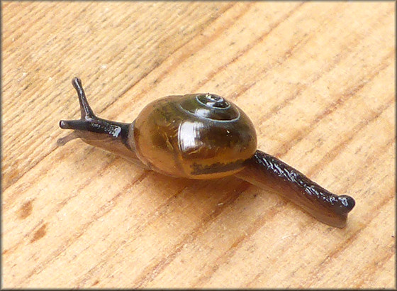 Ovachlamys fulgens (Gude, 1900) "Jumping Snail"