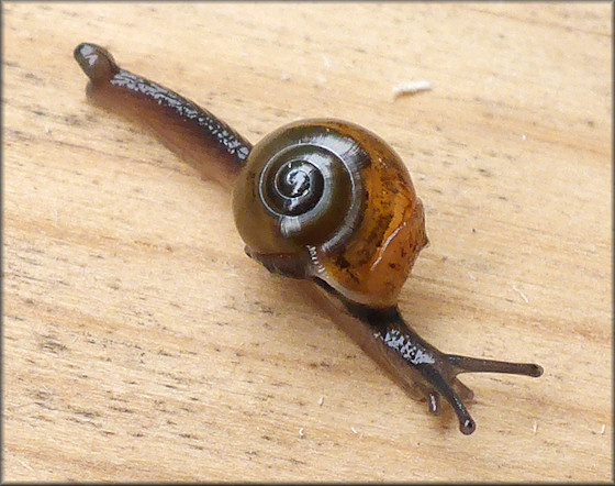 Ovachlamys fulgens (Gude, 1900) "Jumping Snail"