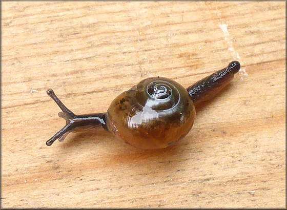 Ovachlamys fulgens (Gude, 1900) "Jumping Snail"