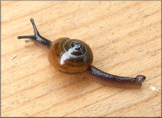 Ovachlamys fulgens (Gude, 1900) "Jumping Snail"