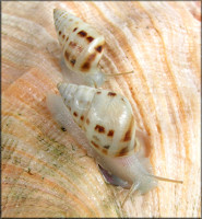 Drymaeus dormani (W. G. Binney, 1857) Manatee Treesnail