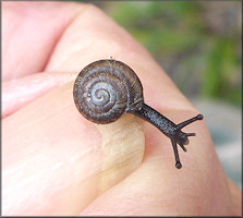 Triodopsis hopetonensis (Shuttleworth, 1852) Magnolia Threetooth Juvenile