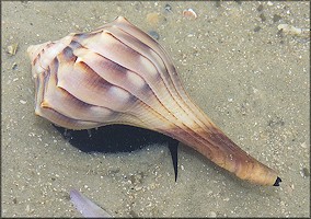 Busycon (Linnaeus, 1758) Lightning Whelk