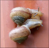 Bradybaena similaris (Frussac, 1821) Mating