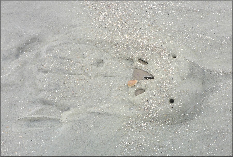 Mellita quinquiesperforata Five-slotted Sand Dollar