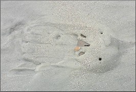 Mellita quinquiesperforata Five-slotted Sand Dollar