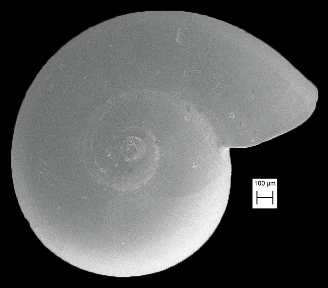 Teinostoma carinicallus Pilsbry and McGinty, 1946 Fossil