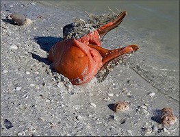 Triplofusus giganteus (Kiener, 1840) Mating