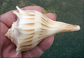 Busycon pulleyi Hollister, 1958 Prickly Whelk