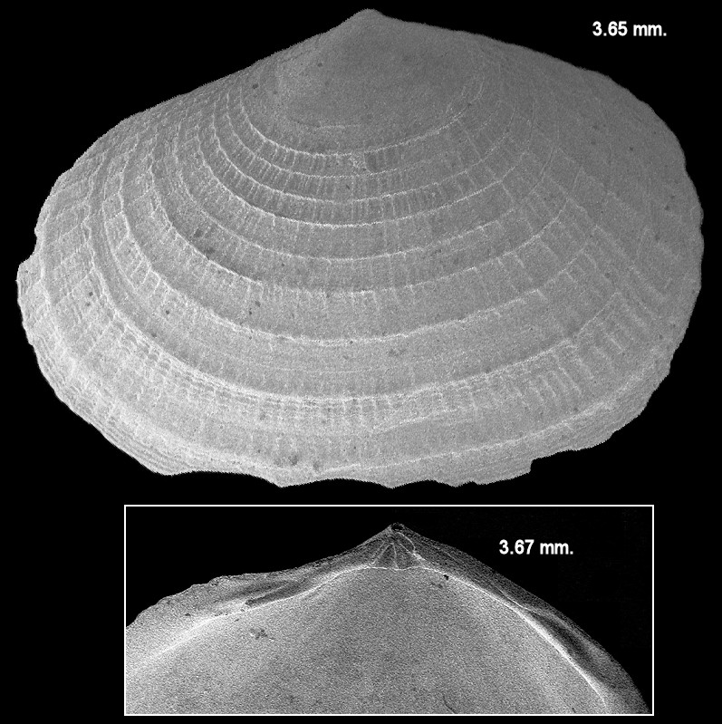 Semele bellastriata (Conrad, 1837) Cancellate Semele