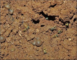 Ventridens ligera (Say, 1821) Globose Dome In Yellow Jacket Nest