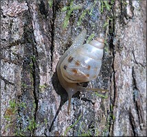      On large tree about 2 1/2 feet above the ground, flood plain of Six Mile Creek on the east side of Pacetti Road, St. Johns County, Florida, 6/22/2020 (32 mm.). Image inset show the specimen in situ as found. This is the largest Drymaeus ever found by this reporter.