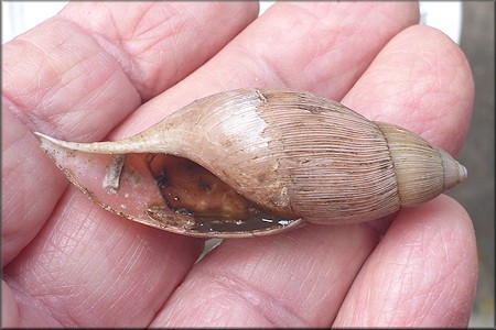 Euglandina rosea (Frussac, 1821) Predation By Mammal
