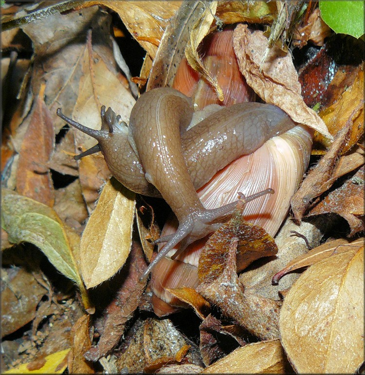 Euglandina rosea (Frussac, 1821) Mating