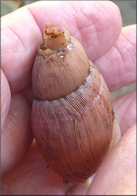 Euglandina rosea (Frussac, 1821) Predation By Probable Mammal