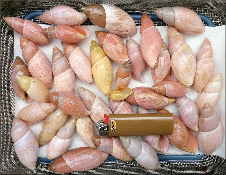 Euglandina rosea (Férussac, 1821) Variability