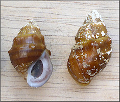 Lithasia duttoniana (I. Lea, 1841) Helmet Rocksnail (tentative)