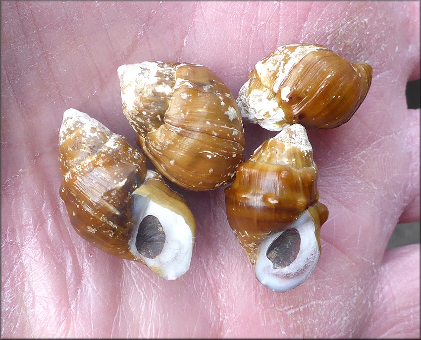 Lithasia jayana (I. Lea, 1841) Rugose Rocksnail