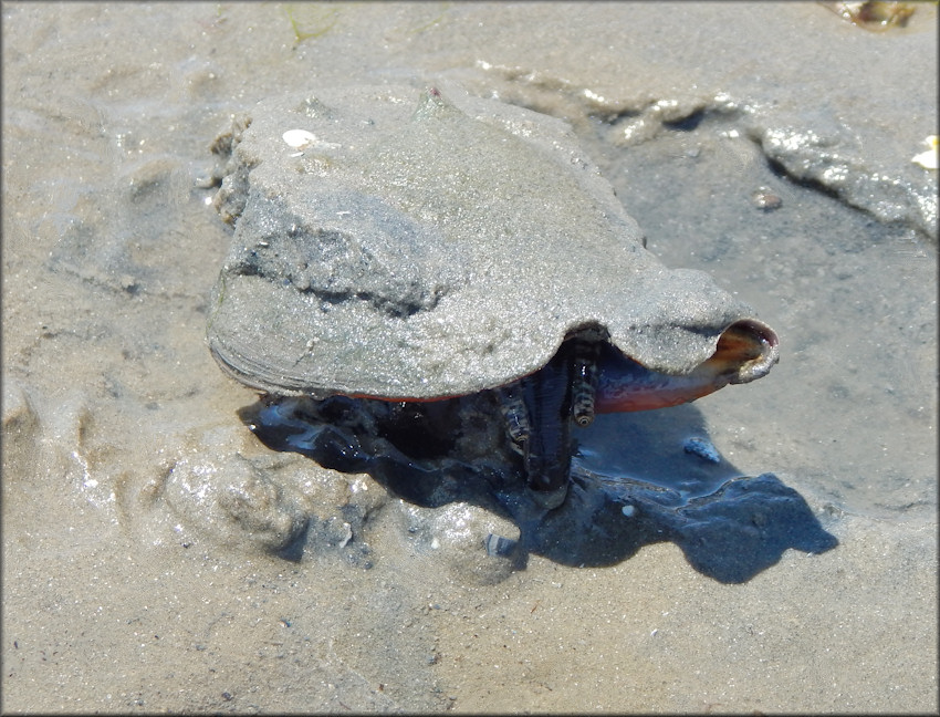 Strombus alatus Gmelin, 1791 Florida Fighting Conch In Situ