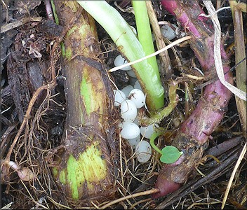 Euglandina rosea (Frussac, 1821) Eggs In Situ In The Field
