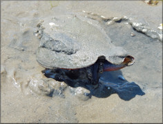 Strombus alatus Gmelin, 1791 Florida Fighting Conch In Situ