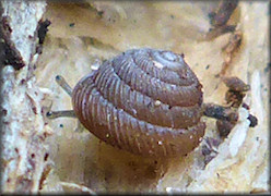 Strobilops texasianus Pilsbry and Ferriss, 1906 Southern Pinecone