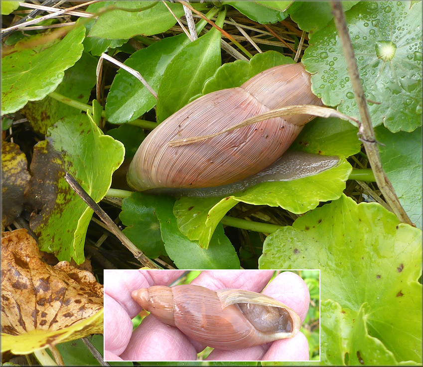 Euglandina rosea (Frussac, 1821) Rosy Wolfsnail In Situ