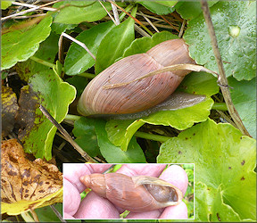 Euglandina rosea (Frussac, 1821) Rosy Wolfsnail In Situ