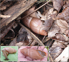 Euglandina rosea (Frussac, 1821) Rosy Wolfsnail In Situ