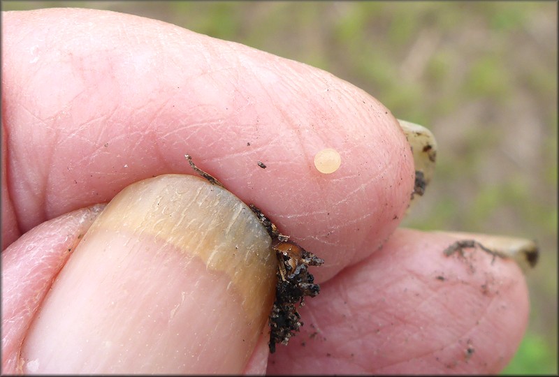 Bulimulus sporadicus (d’Orbigny, 1835) Egg Laying