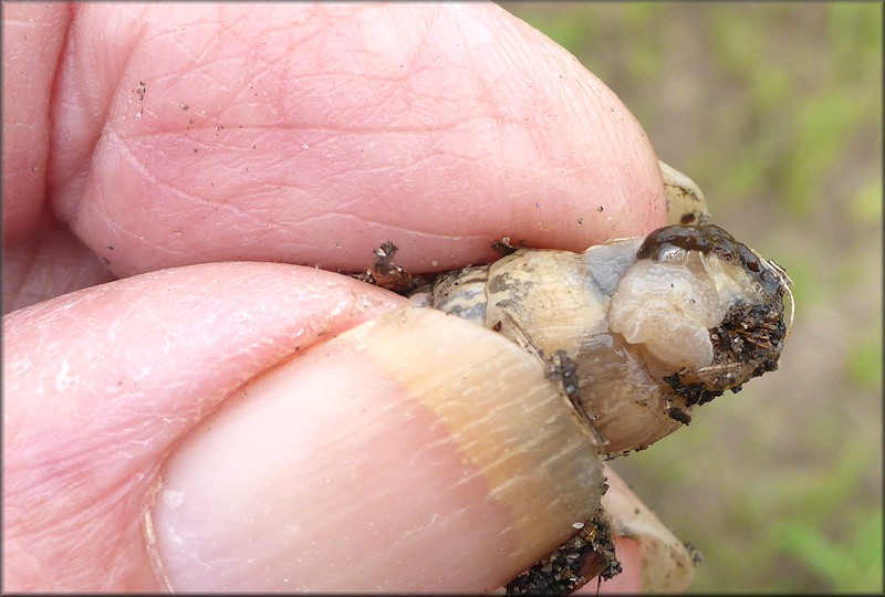 Bulimulus sporadicus (d’Orbigny, 1835) Egg Laying