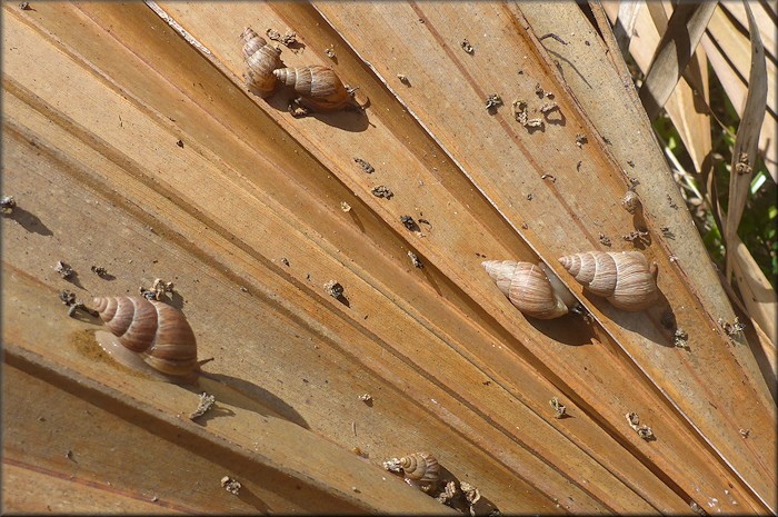 Bulimulus sporadicus Along Intertstate 295 At J. Turner Butler Boulevard