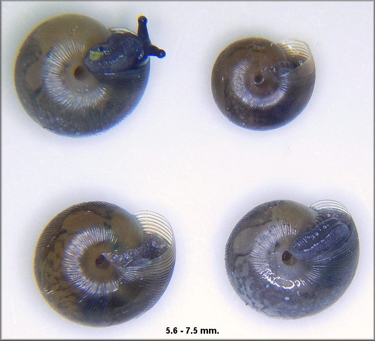 Triodopsis hopetonensis (Shuttleworth, 1852) hatchlings