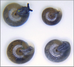 Triodopsis hopetonensis (Shuttleworth, 1852) hatchlings