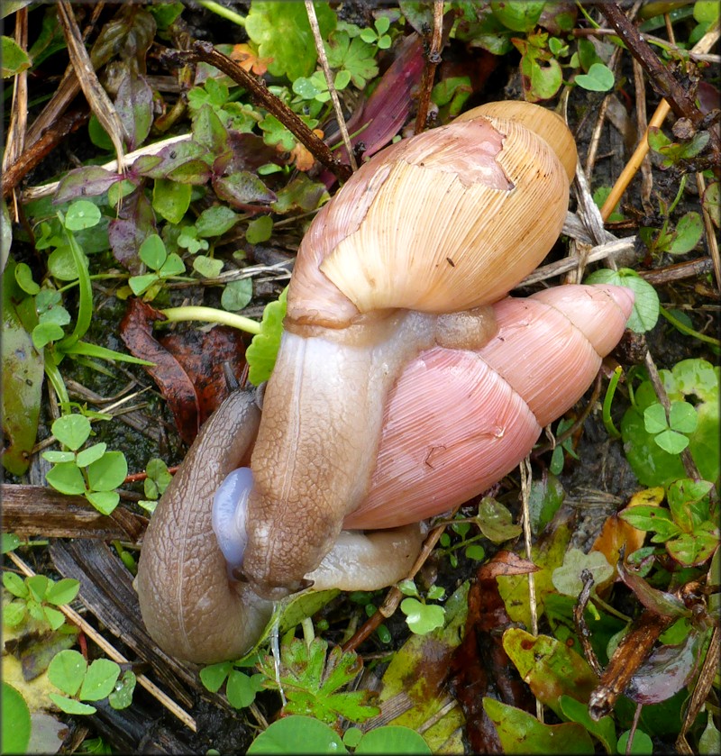 Euglandina rosea (Frussac, 1821) Mating