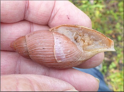 Euglandina rosea (Frussac, 1821) Damaged Shell