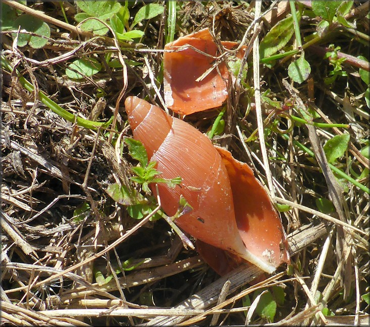 Euglandina rosea (Frussac, 1821) Predation Probably By Mammal