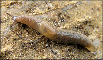 Deroceras laeve (Mller, 1774) Meadow Slug