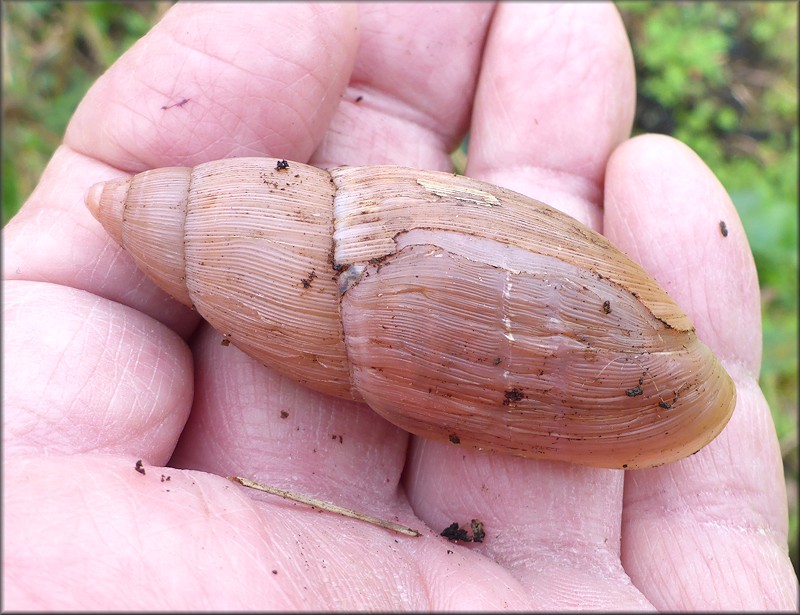 Euglandina rosea (Frussac, 1821) Damaged Shell