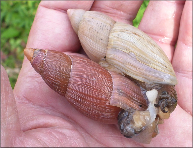 Euglandina rosea (Frussac, 1821) Mating